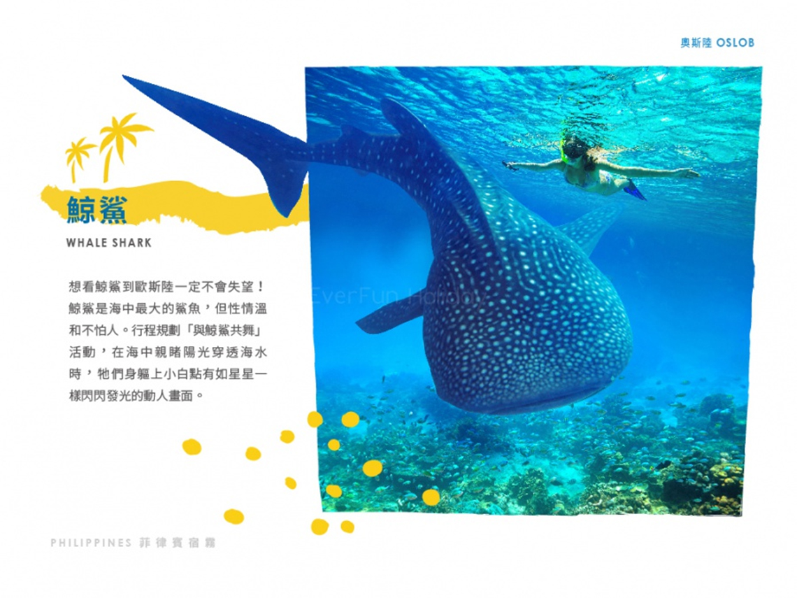 宿霧玩很大歐斯陸與鯨鯊共舞五日遊(Z2)-超悠旅行社-頂尖旅遊